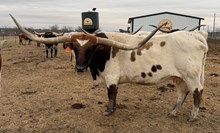 GLH DRAGON THEME 🇺🇸