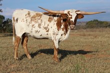  WFF Aussie's Astra