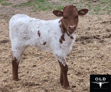 SEL Grand Tour x Chloe (H)