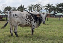 HUBBELLS SAVANNA 🇧🇷