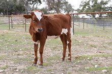 KSHR CHEX AUGUST BEAUTY