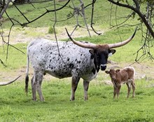 3/29/25 FANCY PANTS H