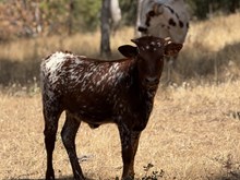 5/19/25 ROWDYS SUNSET H