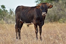 BRINDLE BULL CALF