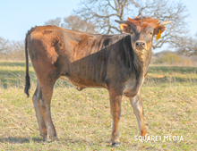 SASSY SADIE 105