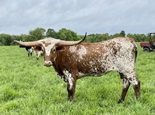 Hubbells Texas T