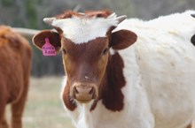2024 Auzzie Rose Bull