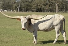 PR Silk's Dividend Play