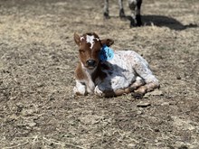 Hubbells 20 Gauge X Top Notch 25 Bull 