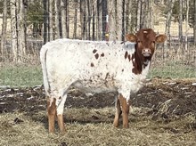 RR Kelly’s Obsession