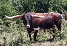 RJF Lone Star Tuff