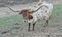 GW Tuff Martina