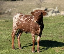 SLL RED SKY AT NIGHT