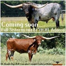 HL HEADS UP x RJF COCAINE COWGIRL