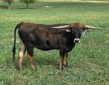 20G X Bayou Cowgirl