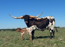 Brazos Kacie 71/21