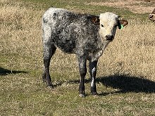 20 Gauge x Miss Christmas Bull Calf