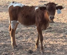 J & T's Heart of Stone