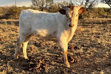 BR BLAZE x FULL CHOKE