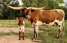 WFF Bonnet's Blue Belle