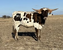 #40 20 Gauge X Rio Trio