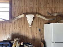 Skull 1 