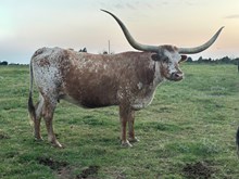 RM Special Mellow 923