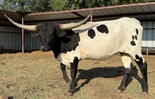 RL MR. RIGHT'S COWGIRL