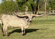 RJF Top Shelf Cocktail- Tag 026