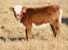 2022 Neon Tan Lines Heifer