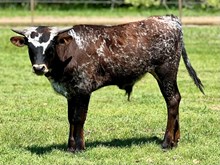 JAG'S SWEETHEART bull calf
