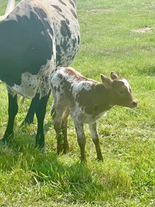 Jag's Sweetheart Payline heifer 25