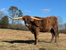 2A Cowgirls Dream