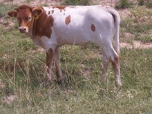 Tink's Mr Right Heifer