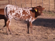 RINGTAIL TOOTER CALF