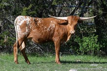 Lolita's Liberty Biberty 