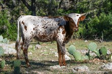 Lolita's Olivia Chex 