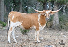 WFF Ruby Tuff Notch 