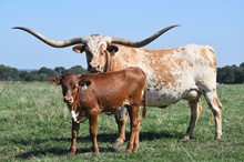 #2322 - KDK Polar Queen x BR Mr. Right