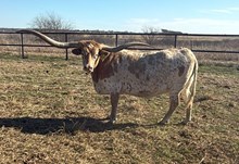 RJF MERCIFUL DIVA TAG 818 🇺🇸