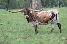 Ringman's Brazos Queen 702