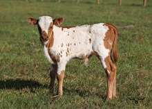 SEL Breeze Rio Notch Bull Calf