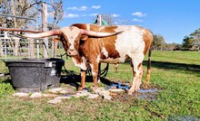 CR Casanova's Got Rizz