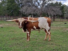 CR Casanova's Got Rizz