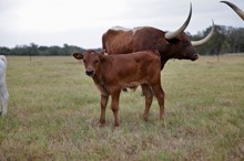 Bull calf Shelby x Icon