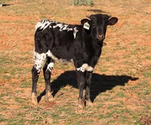 20 Gauge x Starla Bull Calf