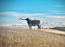 Riverforks Taylor-Made