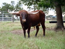 TEXAS BISQUIT BCR 691